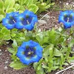 Genciana plantas medicinales