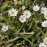Genciana plantas medicinales Genciana plantas medicinales