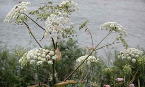 angelica como planta curativa