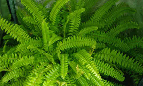 planta helecho comun 