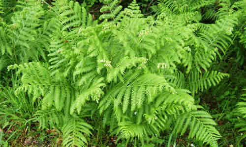 planta helecho comun 