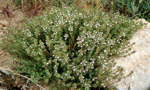 planta Ajedrea