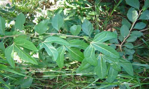 Guaco planta curativa