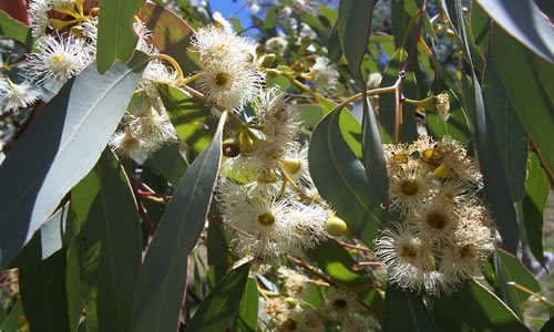 eucaliptus planta curativa