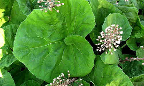 planta Petasita