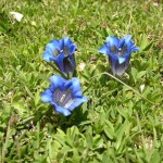Genciana