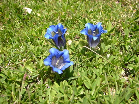 Genciana