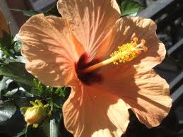Hibisco