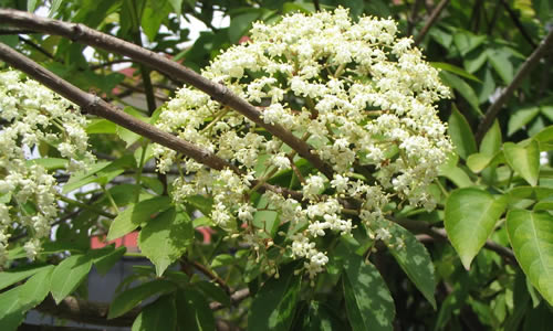 tilo planta curativa