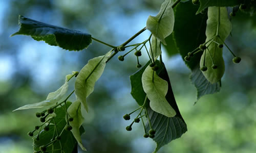tilo planta curativa