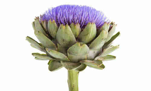 foto planta Alcachofa