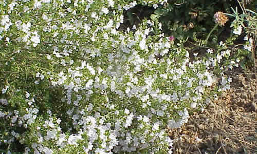 fotos Ajedrea Planta Flores-