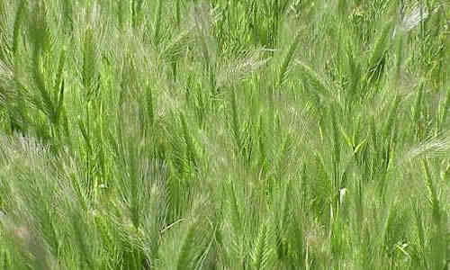 foto planta alpiste