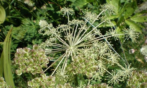 planta-Angelica