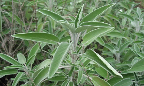 planta medicinal Salvia