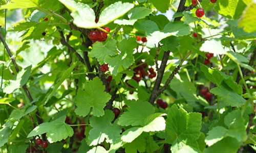 planta zarzaparrilla