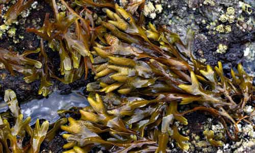 foto alga fucus