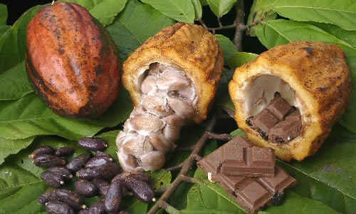 planta cacao