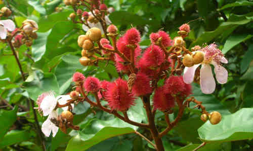 fotos planta Achiote