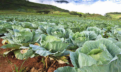 fotos planta col