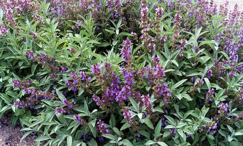 fotos planta salvia