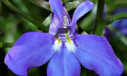 fotos Planta Lobelia flores