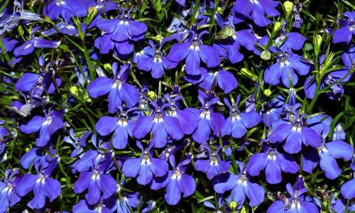 fotos Planta Lobelia