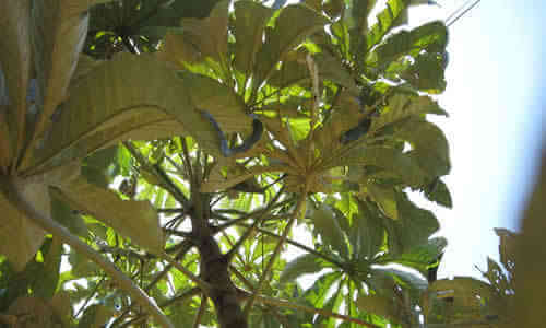 foto planta ambay