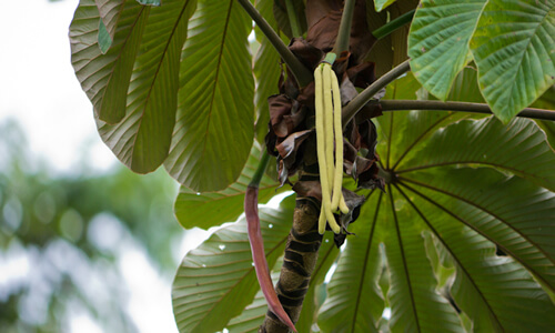 foto planta ambay