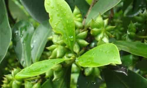 fotos Planta Anis Estrellado