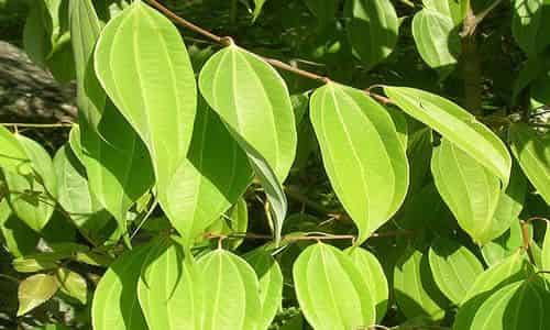 foto planta canela