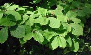 planta hamamelis