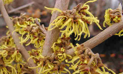 hamamelis1