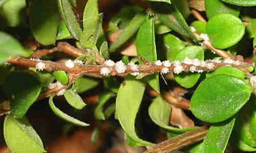planta foto arrayan