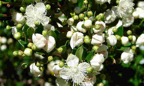 planta foto arrayan