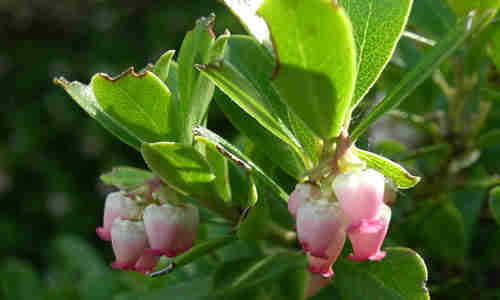 planta medicinal gayuba