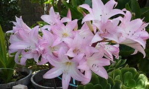 flor belladona