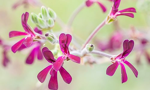 Umckaloabo plantas