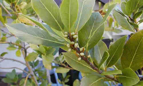 planta laurel