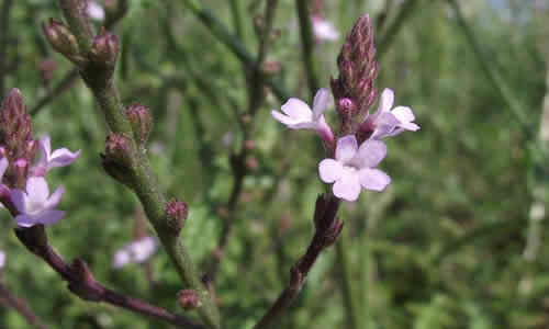 fotos de la planta verbena