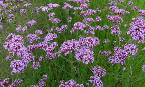 fotos de la planta verbena