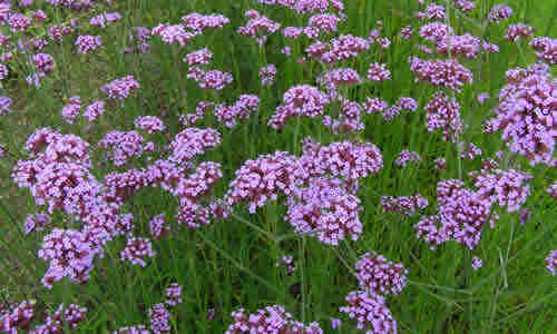 fotos de la planta verbena