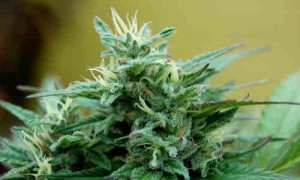 planta cannabis sativa