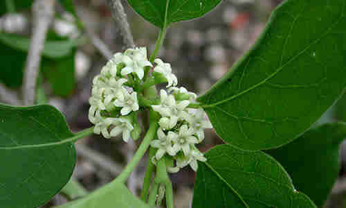 planta condurango