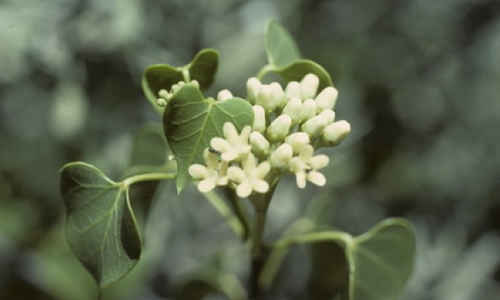 planta condurango