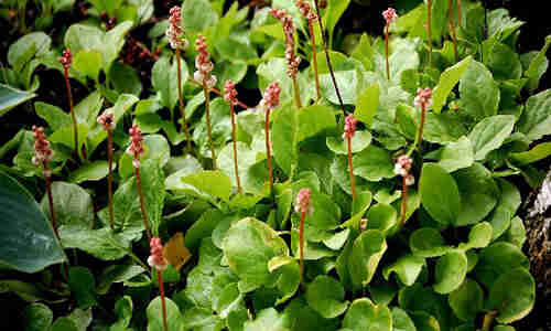 planta pyrola