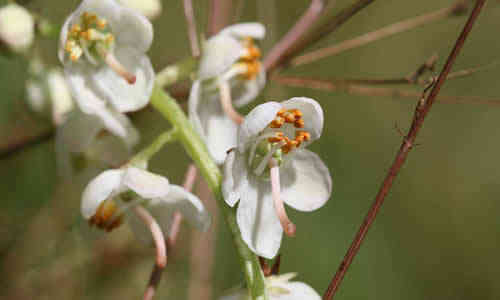 planta pyrola