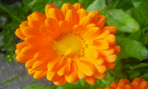 Calendula1