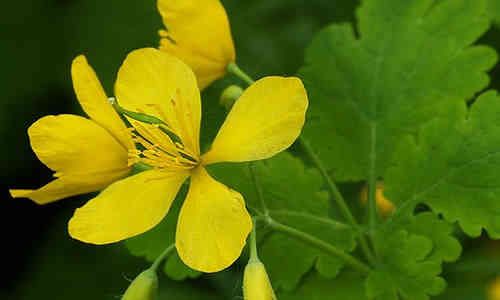 planta medicinal Celidonia