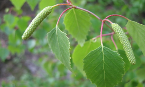 planta medicinal abedul